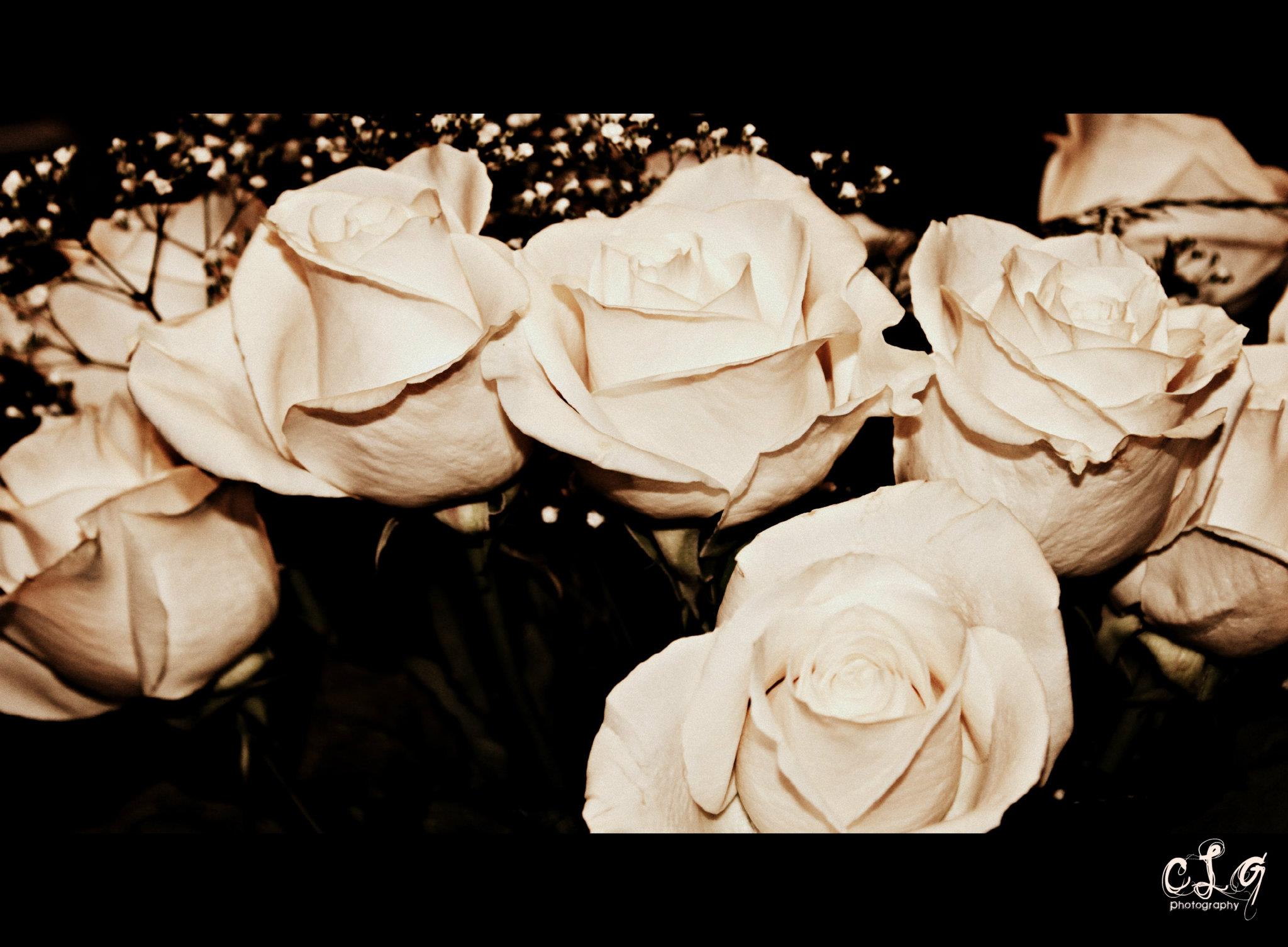 My photography - White roses