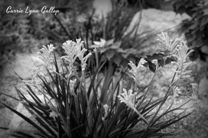Pink stringy flowers - b & w w sign